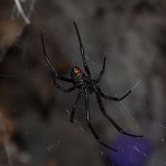 Black Widow Spider